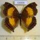 53009p-Nymphalidae-Junonia-terea-Uganda-13