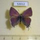 53012p-Lycaenidae-Hypolycaena-philippus-Uganda-7