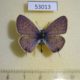 53013p-Lycaenidae-Leptotes-jeanneli-Uganda-8