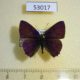53017p-Lycaenidae-Anthene-sp.-ligures-Uganda-6