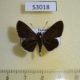 53018p-Hesperidae-sp.-Uganda-7