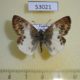 53021p-Hesperidae-Eagris-lucetia-Uganda-10