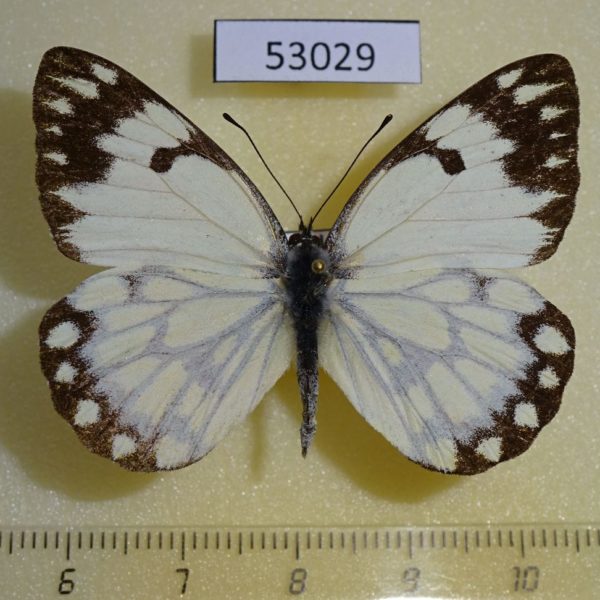 Pieridae Belenois creona Uganda