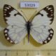 53029p Pieridae Belenois creona Uganda $6