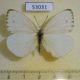 53031p-Pieridae-sp.-Uganda-4