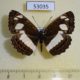 53035p-Nymphalidae-Neptis-saclava-Uganda-7