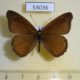 53036p-Nymphalidae-Sevenia-boisduvali-Uganda-4