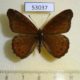 53037p-Nymphalidae-Sevenia-boisduvali-Uganda-7