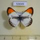 53049p-Pieridae-Colotis-sp.-evagore-Uganda-10