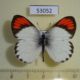 53052p-Pieridae-Colotis-sp.-euippe-Uganda-10