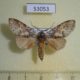 53053p-Notodontidae-Disparia-maculata-Vietnam-6