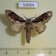 53054p-Notodontidae-Fentonia-helena-Vietnam-7