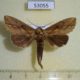 53055p-Notodontidae-Ramesa-albistriga-Vietnam-5