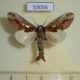 53056p-Notodontidae-Spatalia-celeia-violaceus-Vetnam-8