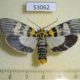 53062p-Pyralidae-Vitessa-suradeva-Vietnam-6