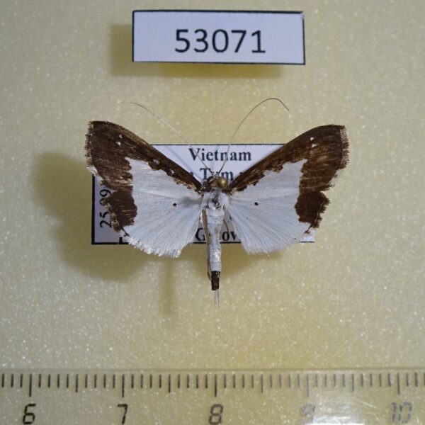 Crambidae Caprinia felderi Vietnam