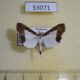 53071p Crambidae Caprinia felderi Vietnam $6