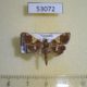 53072p-Crambidae-Heterocnephes-lymphatalis-Vietnam-4