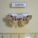 53074p-Arctiidae-Eugoa-bipunctalis-f-Vietnam-8