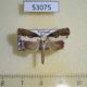53075p-Noctuidae-Tathotripa-continua-Vietnam-9