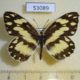 53089p-Pieridae-Pinacopteryx-eriphia-Uganda-8