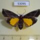 53095p-Pyralidae-Toccolosida-rubriceps-f-Vietnam-7