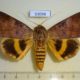 53098p-Noctuidae-Thyas-coronata-Vietnam-9