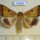 53103p-Noctuidae-Ophiusa-trapezium-Vietnam-7