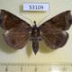 53109p-Noctuidae-Ochrotrigona-triangulifera-Vietnam-9