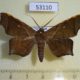 53110p-Noctuidae-Episparis-costistriga-Vietnam-7