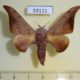 53111p-Bombycidae-Mustilia-sphingiformis-Vietnam-6