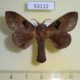 53112p-Lasiocampidae-Metanastria-gemella-Vietnam-8