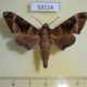 53114p-Sphingidae-Craspedortha-porphyria-Vietnam-7