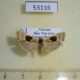 53116p-Arctiidae-Teulisna-karena-Vietnam-6