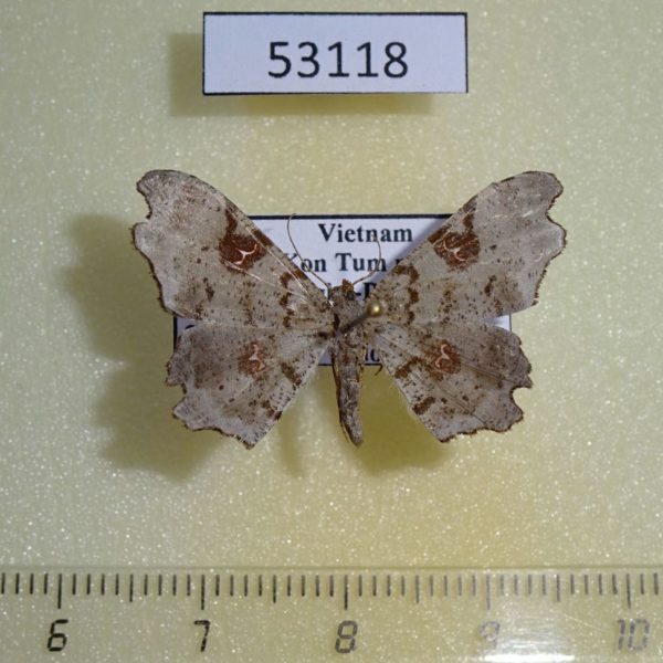 Geometridae Hyalinetta circumflexa f Vietnam
