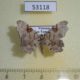 53118p-Geometridae-Hyalinetta-circumflexa-f-Vietnam-6