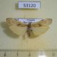 53120p-Arctiidae-Macotasa-tortricoides-f-Vietnam-6