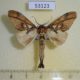 53123p-Notodontidae-Ginshachia-baenzigeri-Vietnam-8