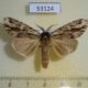 53124p Notodontiidae Hyperaeschra pallida Vietnam $6