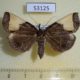 53125p-Noctuidae-Ochrotrigona-triangulifera-Vietnam-7