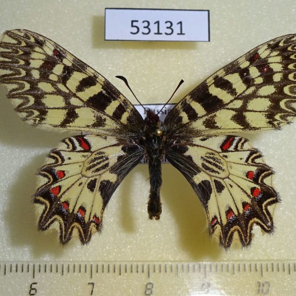 Papilionidae Zerynthia polyxena Chuvashia rep.
