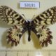 53131p-Papilionidae-Zerynthia-polyxena-Chuvashia-rep.-7