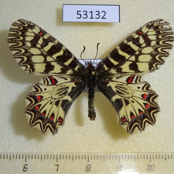 Papilionidae Zerynthia polyxena Chuvashia rep.