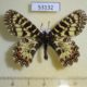 53132p-Papilionidae-Zerynthia-polyxena-Chuvashia-rep.-7