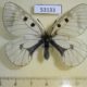 53133p-Papilionidae-Parnassius-mnemosyne-ugriumovi-Chuvashia-rep.-6
