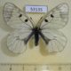 53135p-Papilionidae-Parnassius-mnemosyne-ugriumovi-Chuvashia-rep.-6