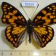 53153p-Nymphalidae-Sephisa-princeps-Primorye-8