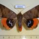 53155p-Noctuidae-Thyas-juno-Primorye-10