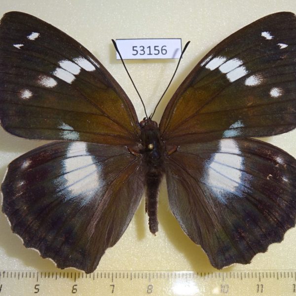 Nymphalidae Amuriana schrenkii Primorye