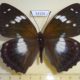 53156p-Nymphalidae-Amuriana-schrenkii-Primorye-6